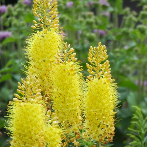 Yellow Foxtail Lily